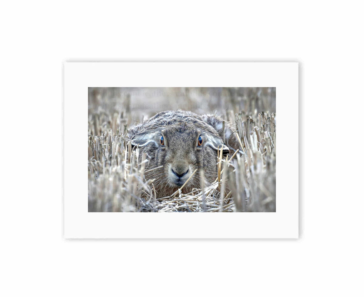Hare Lying Down
