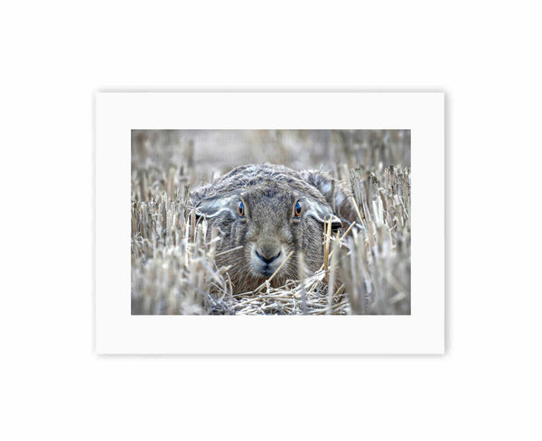 Hare Lying Down