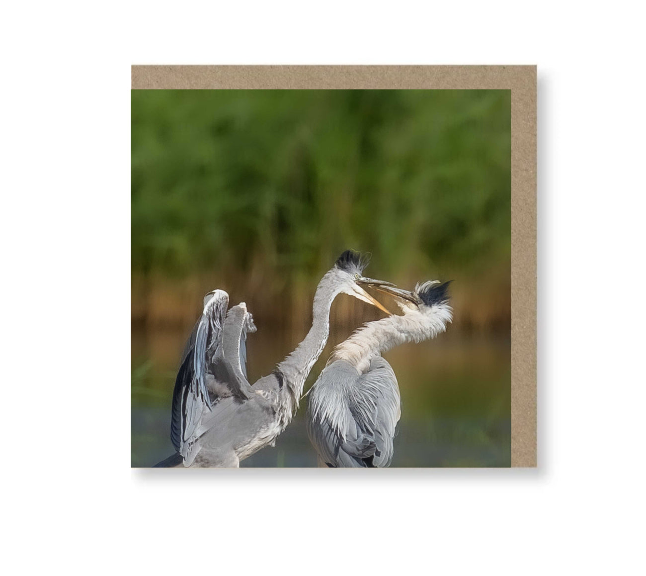 Heron Squabble