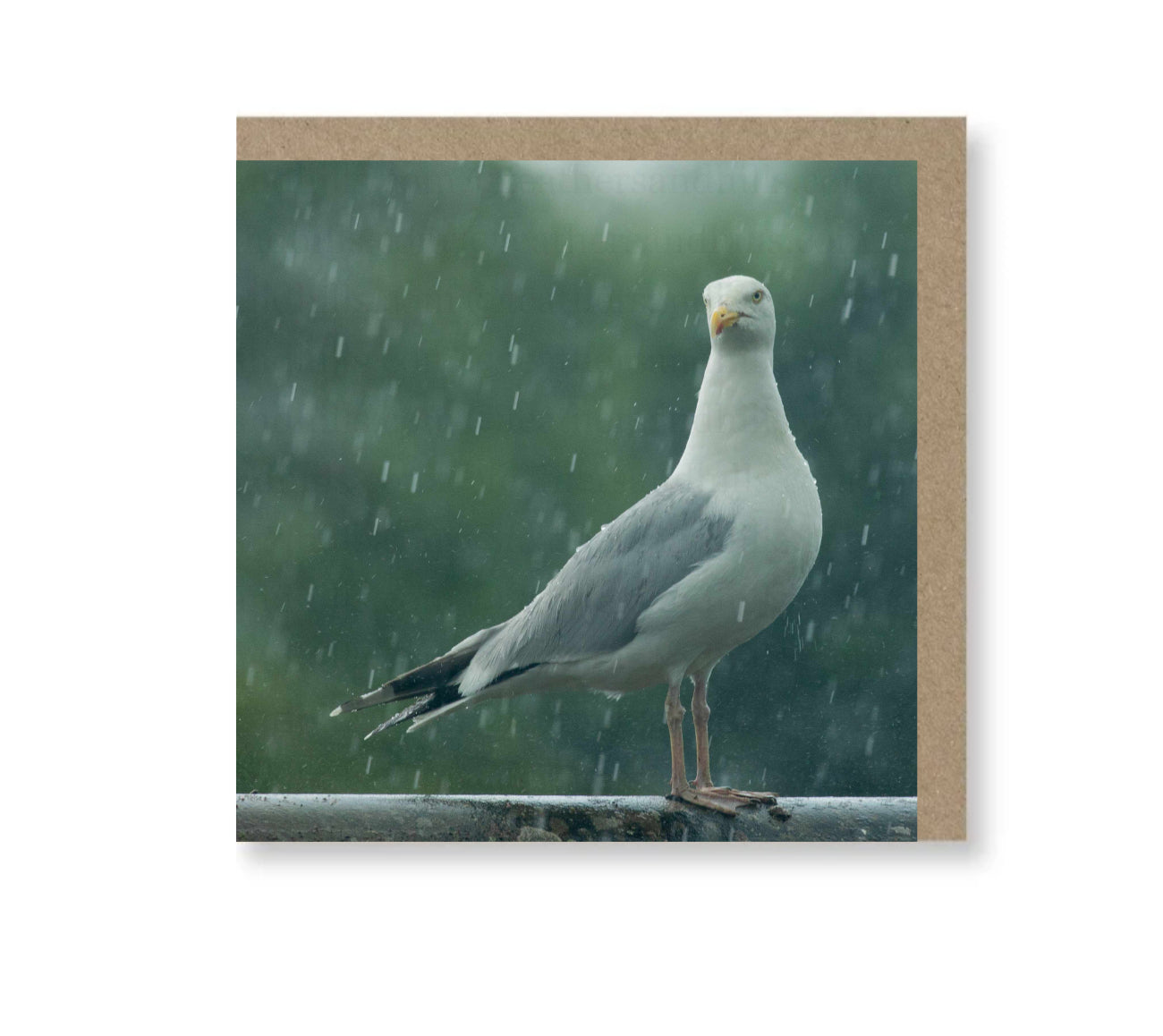 Herring Gull in the rain