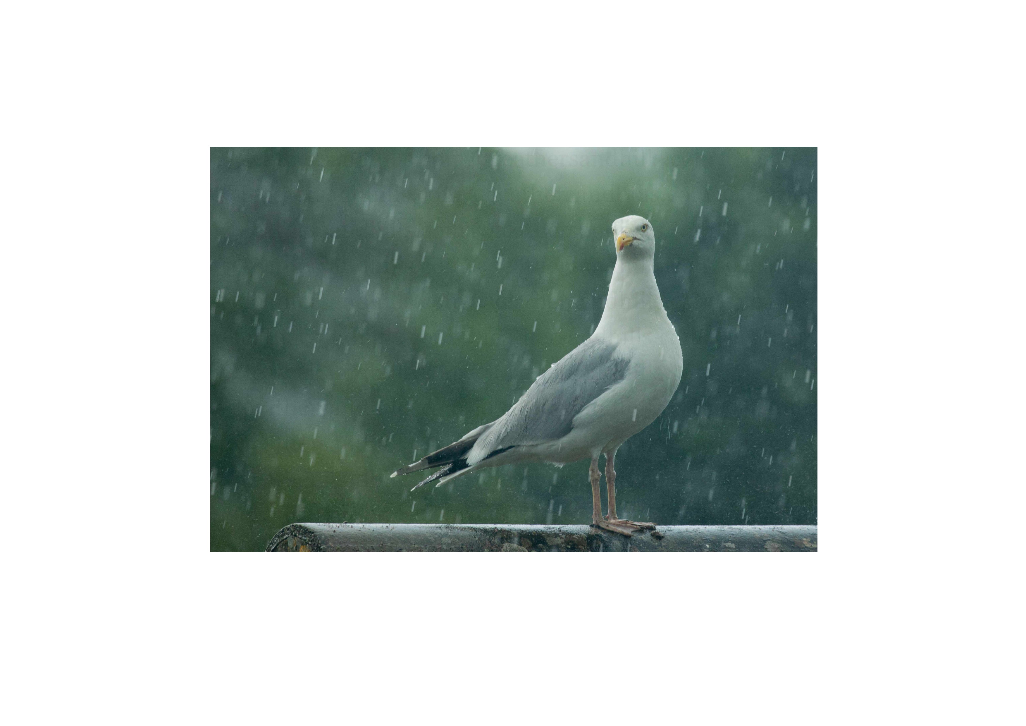 Herring Gull in the rain