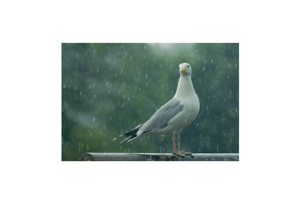 Herring Gull in the rain