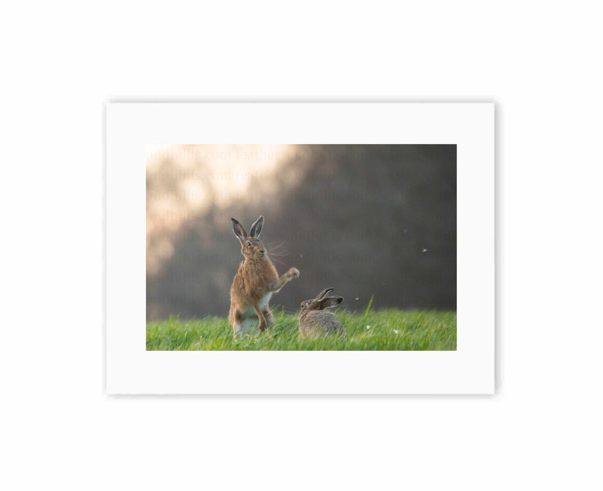 Hi Hare!