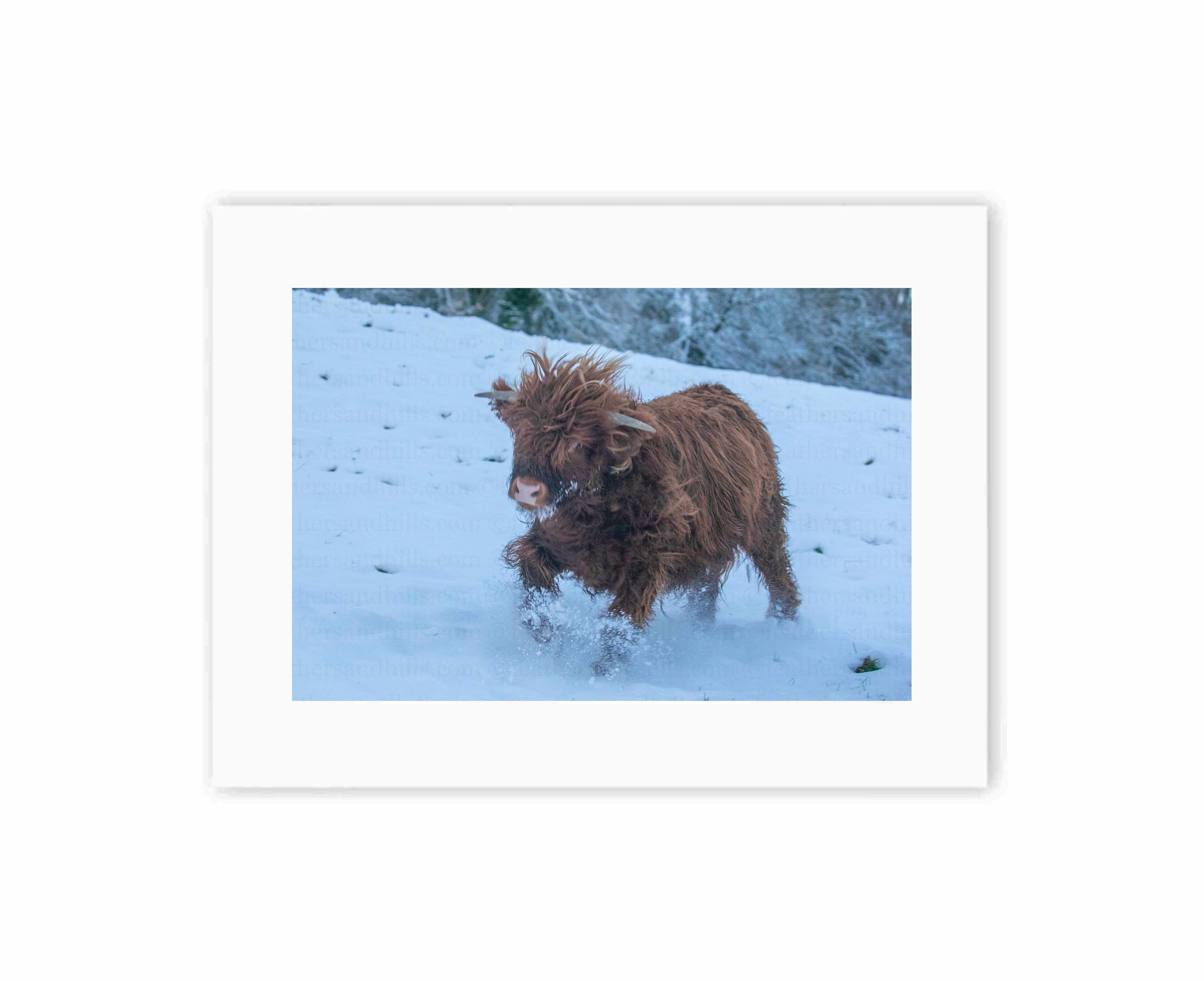 Highland Calf Running