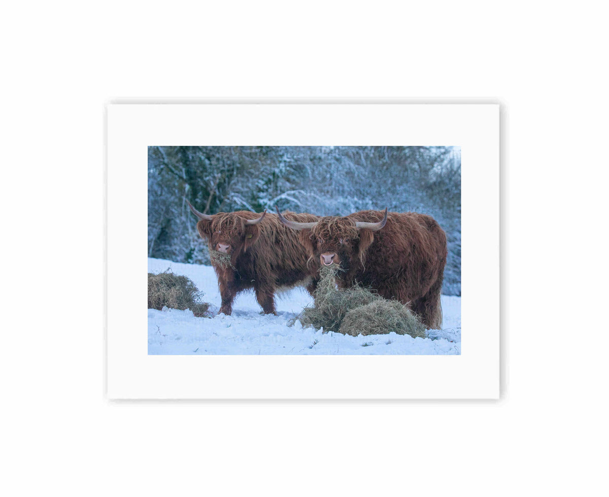 Highland Cows Munching