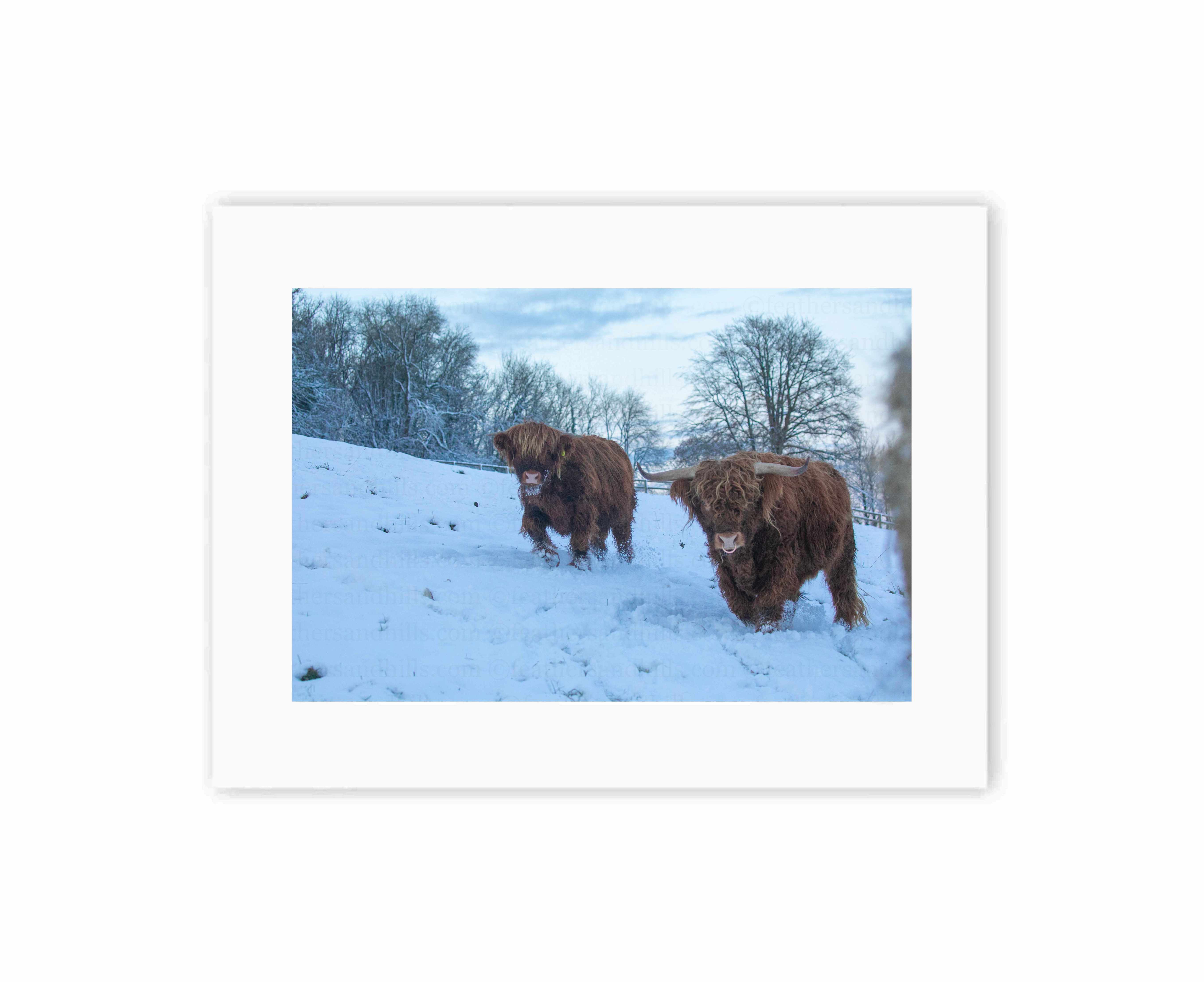 Highland Cows Walking