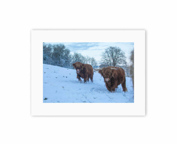 Highland Cows Walking