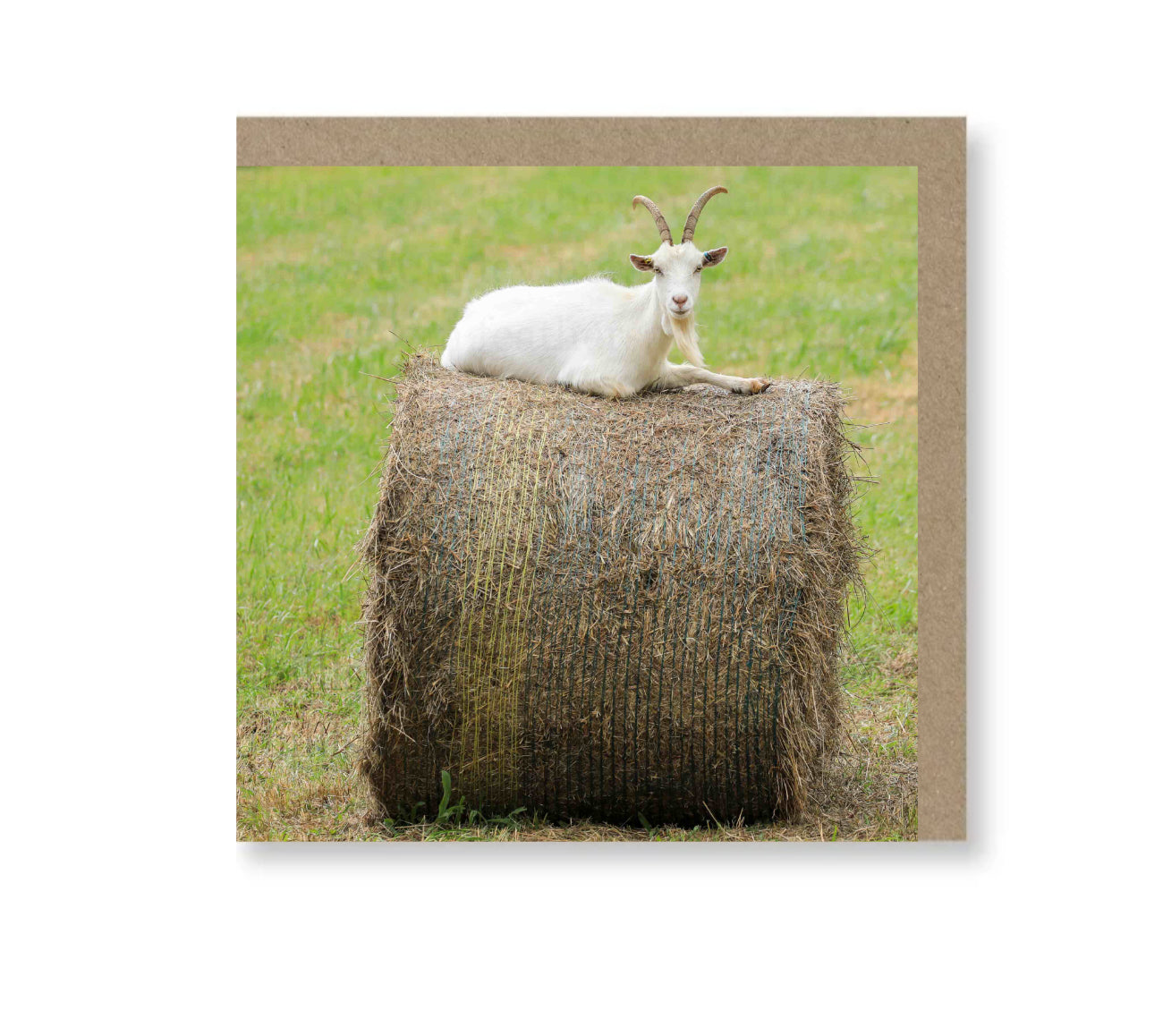 Just Chillin'