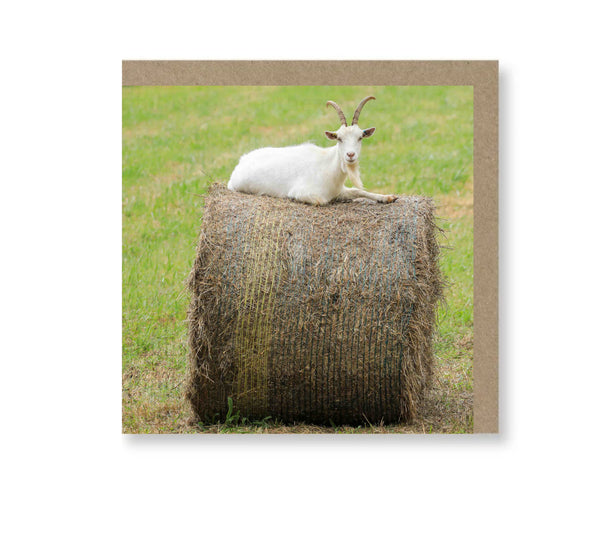 Just Chillin'