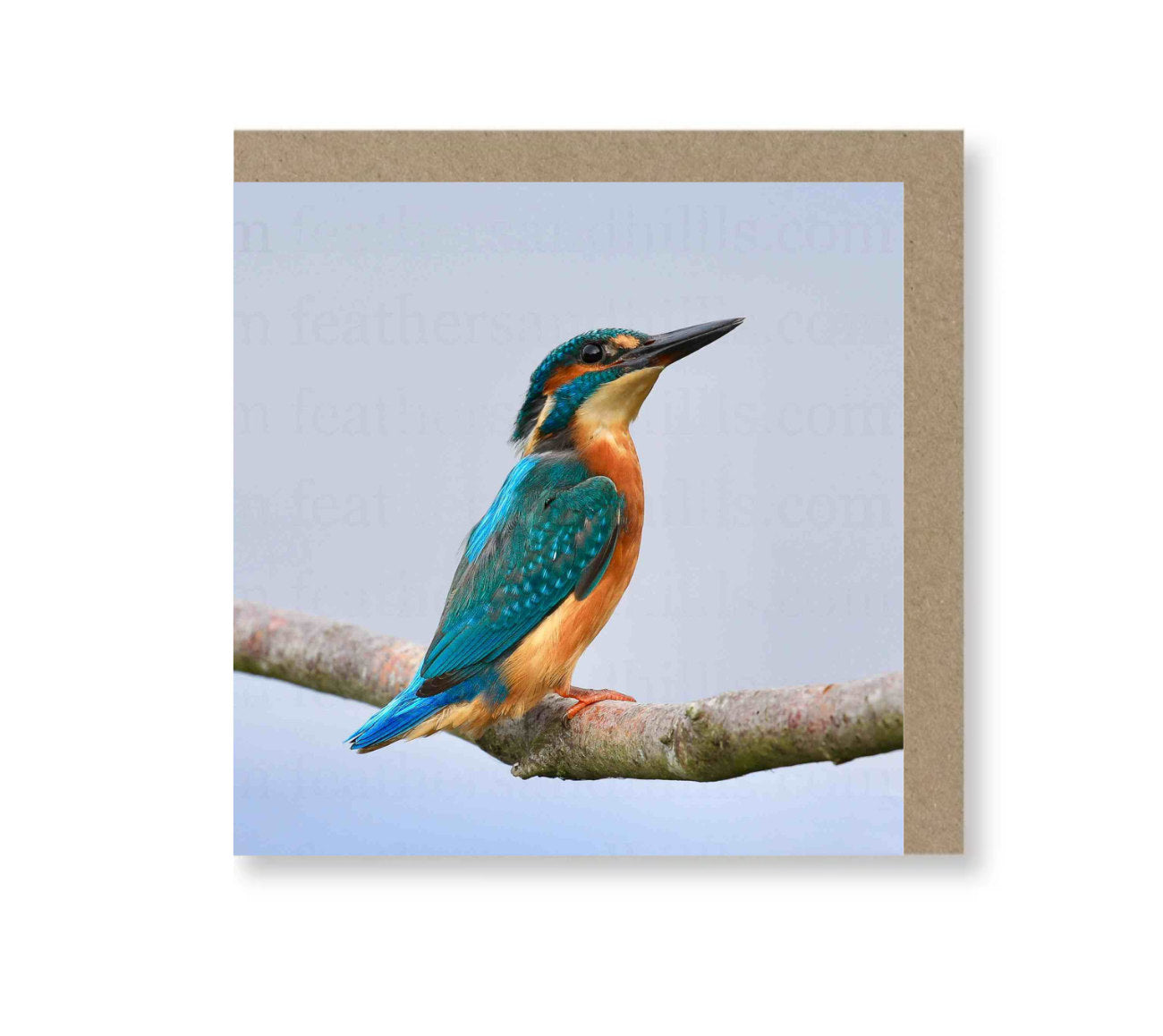 Kingfisher Posing