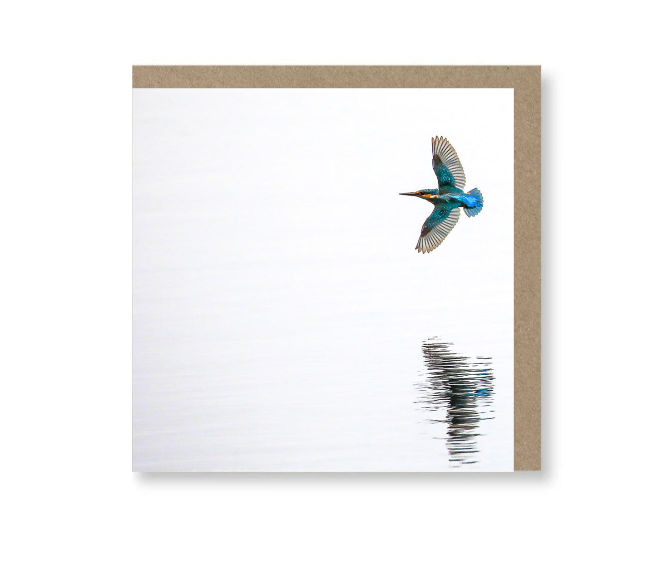 Kingfisher in full wingspan