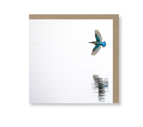 Kingfisher in full wingspan