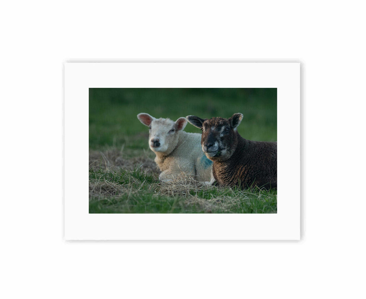 Lamb Friends