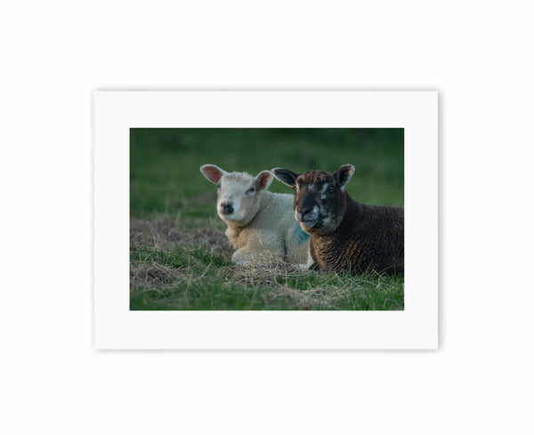 Lamb Friends
