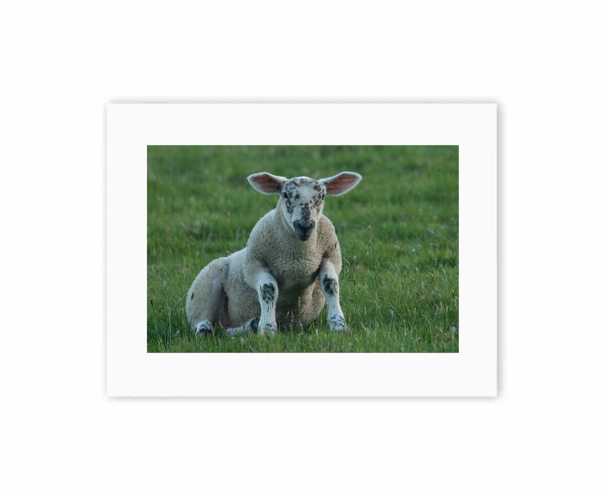 Lamb Stretch