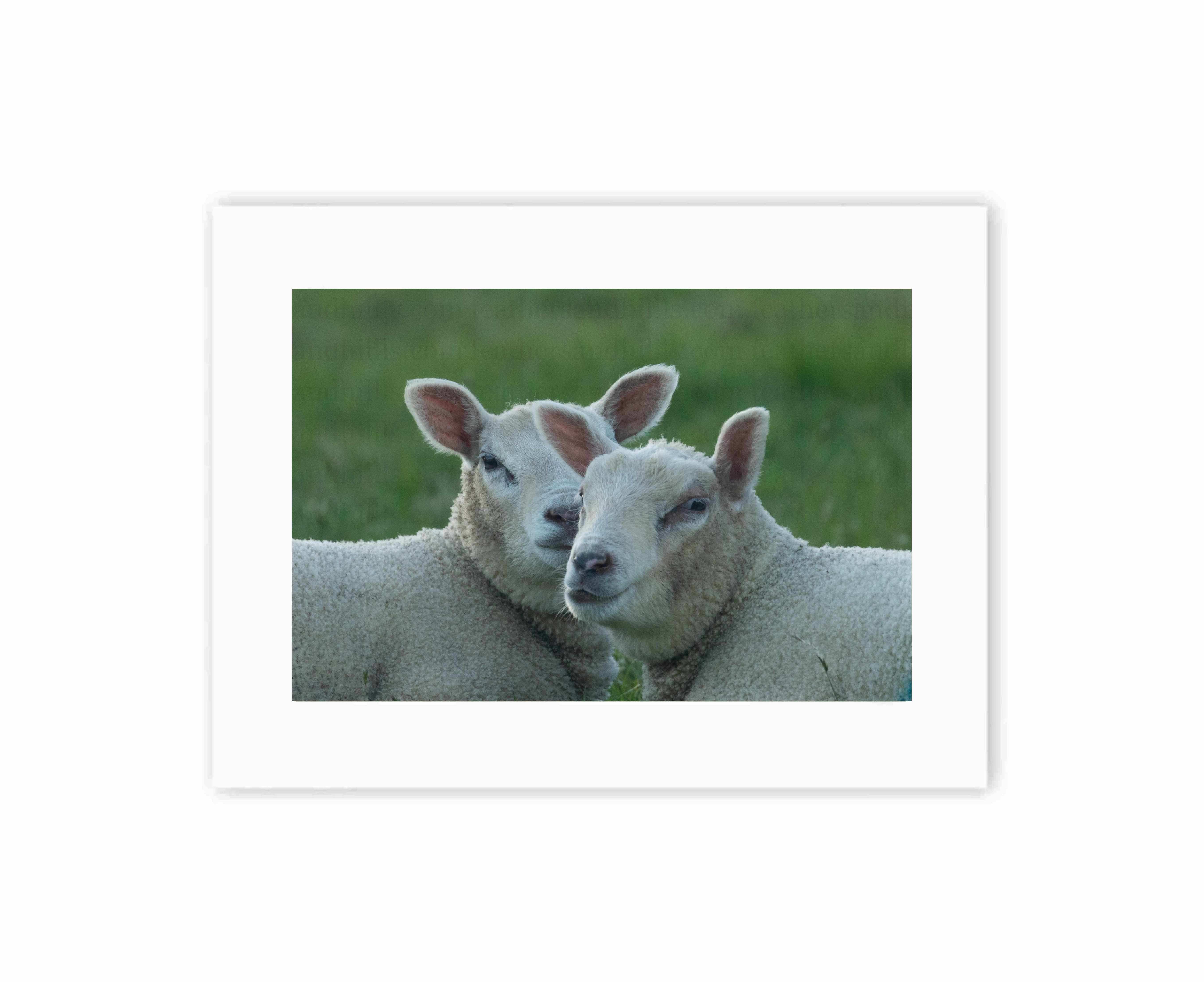 Lamb Touch