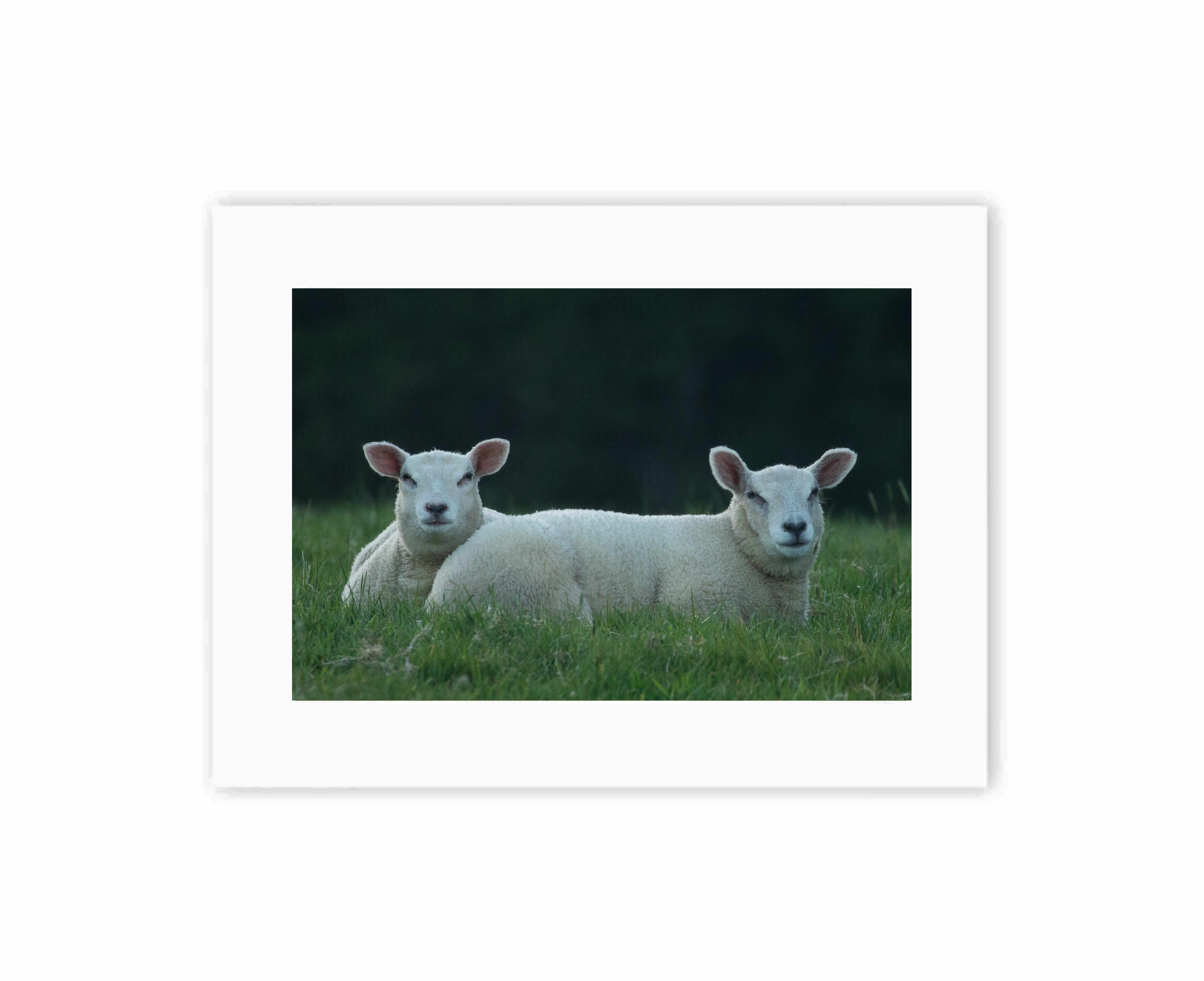Lamb's just chillin'