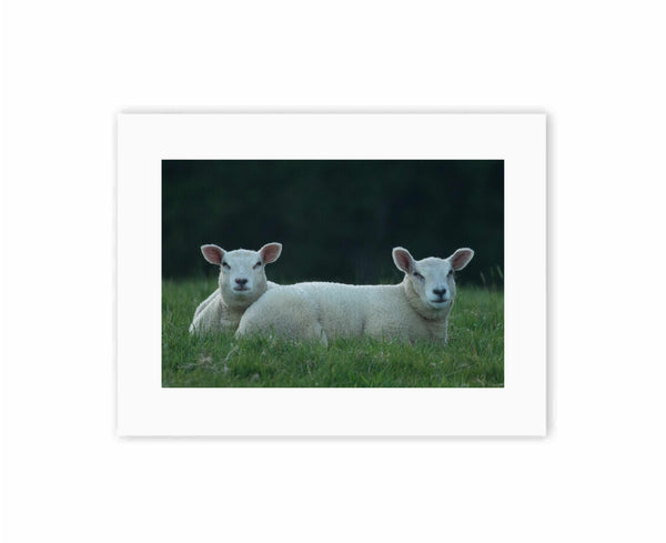 Lamb's just chillin'