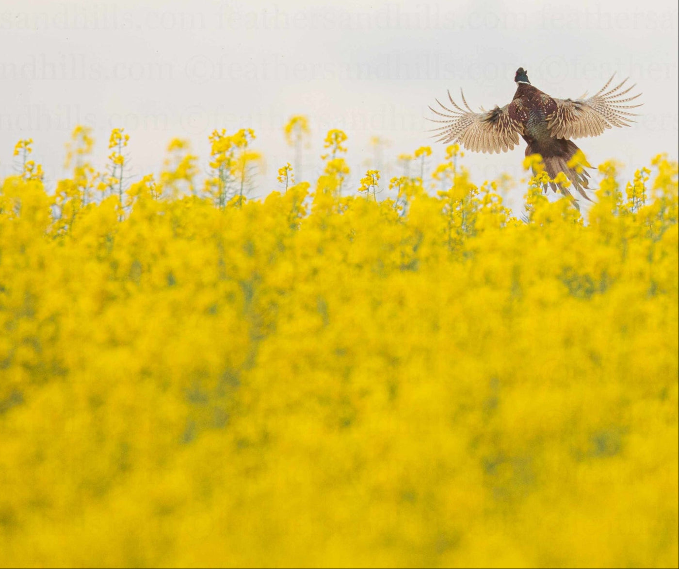 Learning to Fly