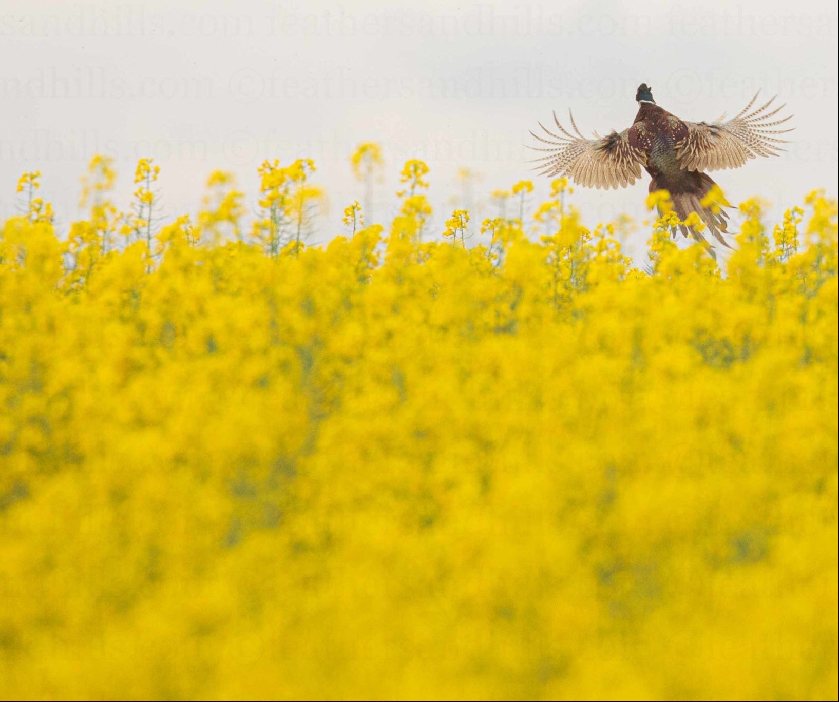 Learning to Fly