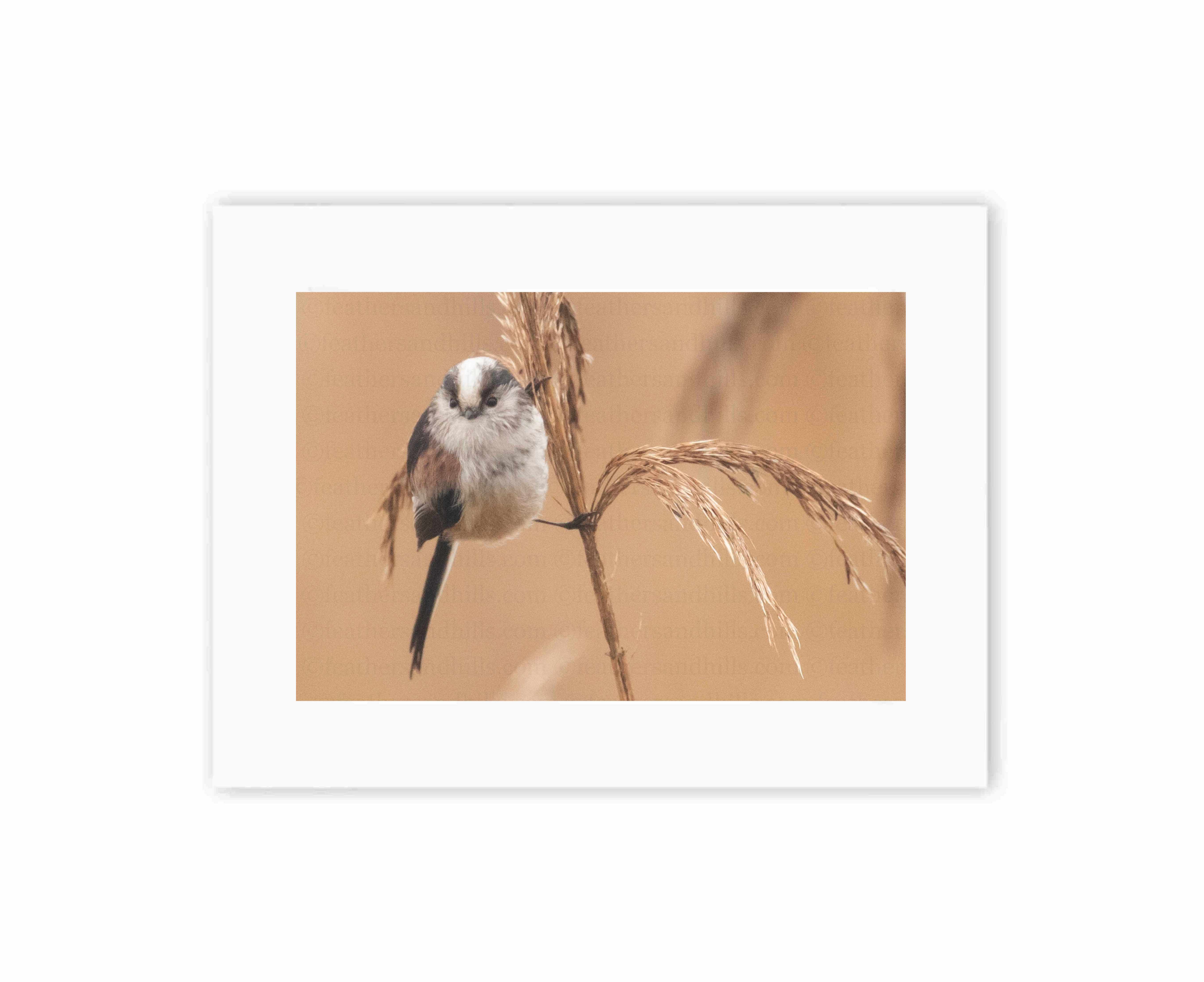 Long Tailed Tit holding on