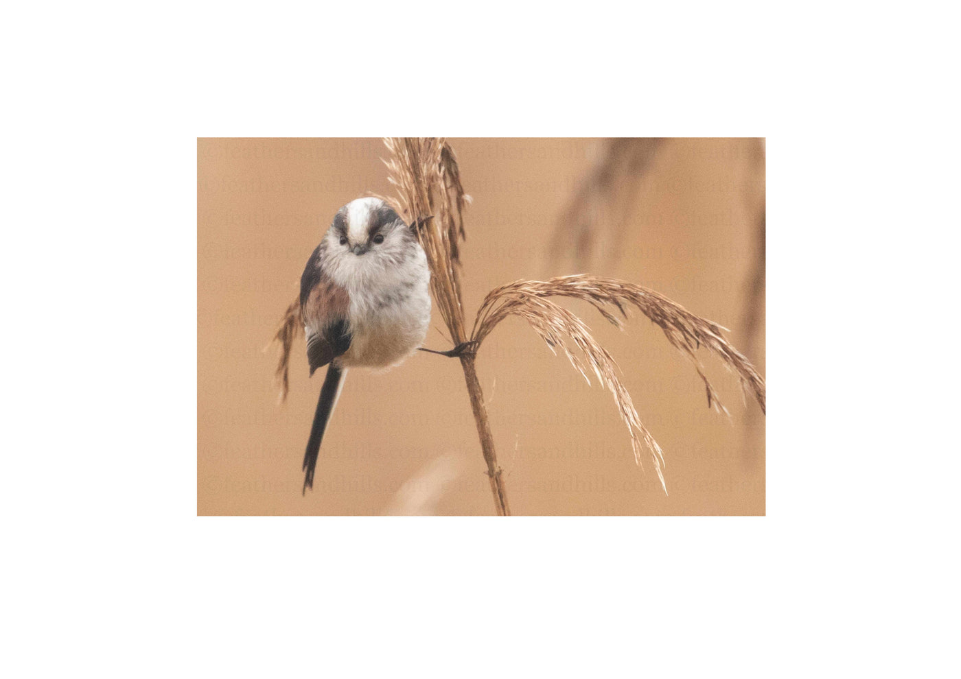 Long Tailed Tit holding on