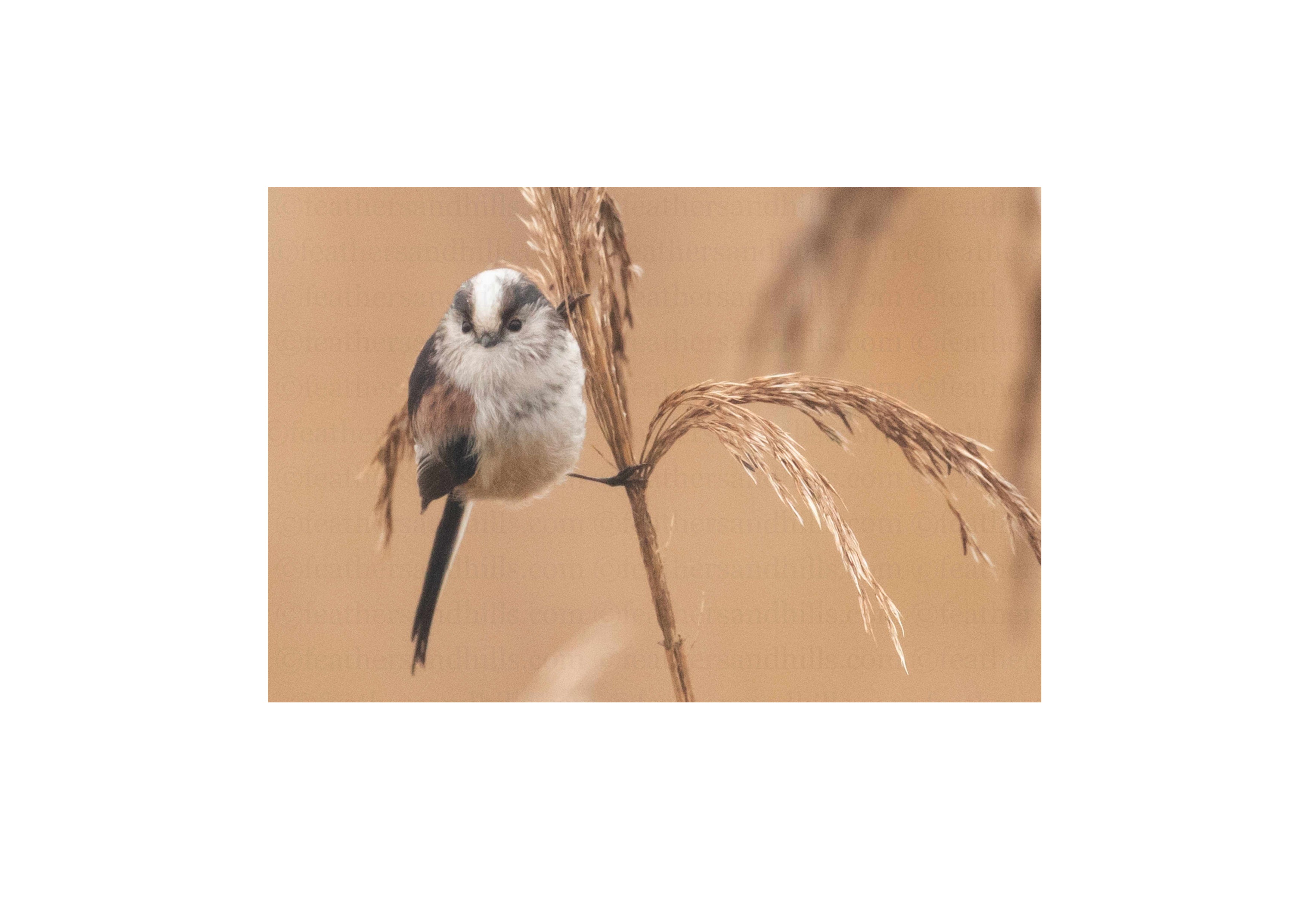Long Tailed Tit holding on