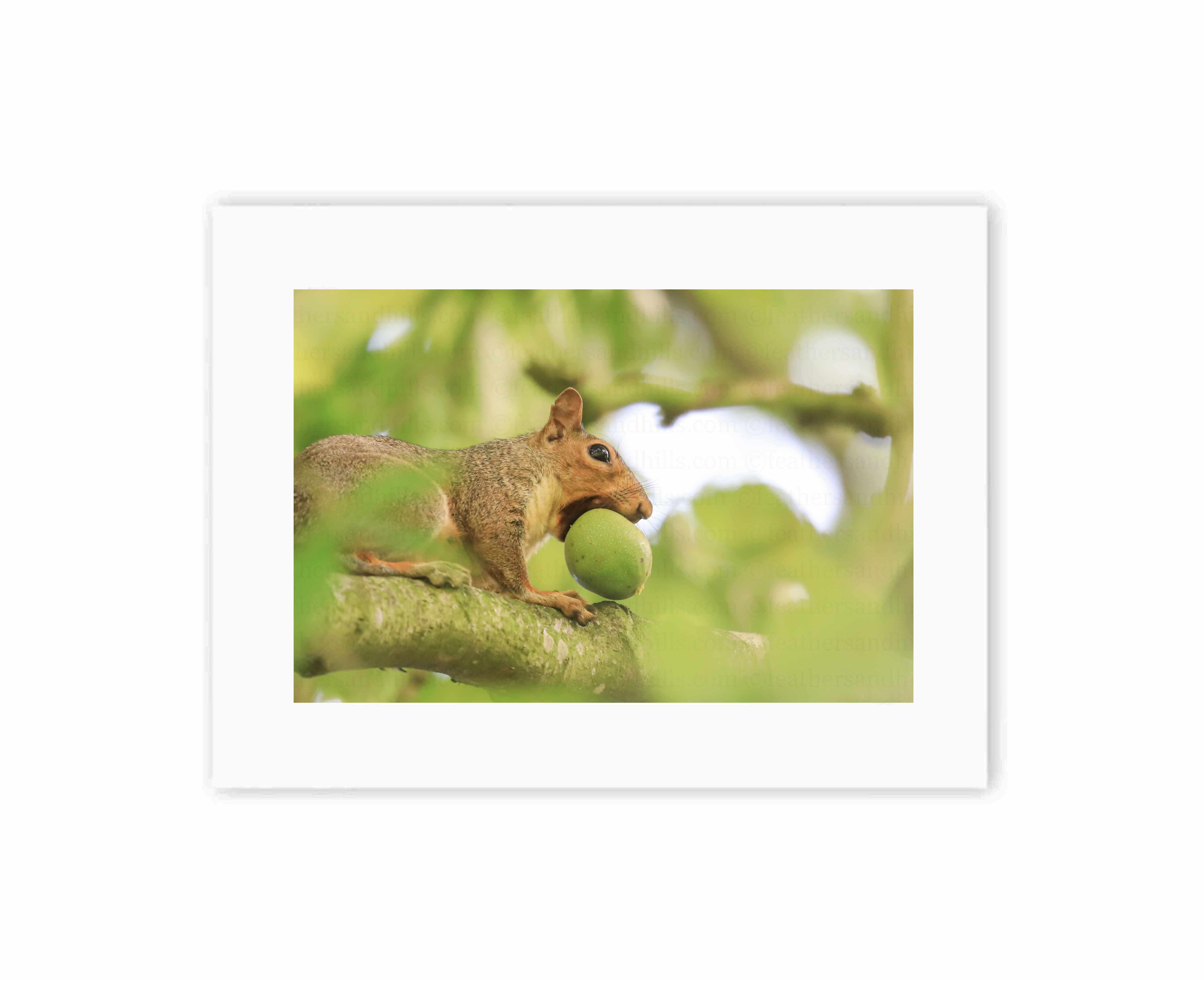 Lunchtime Squirrel!