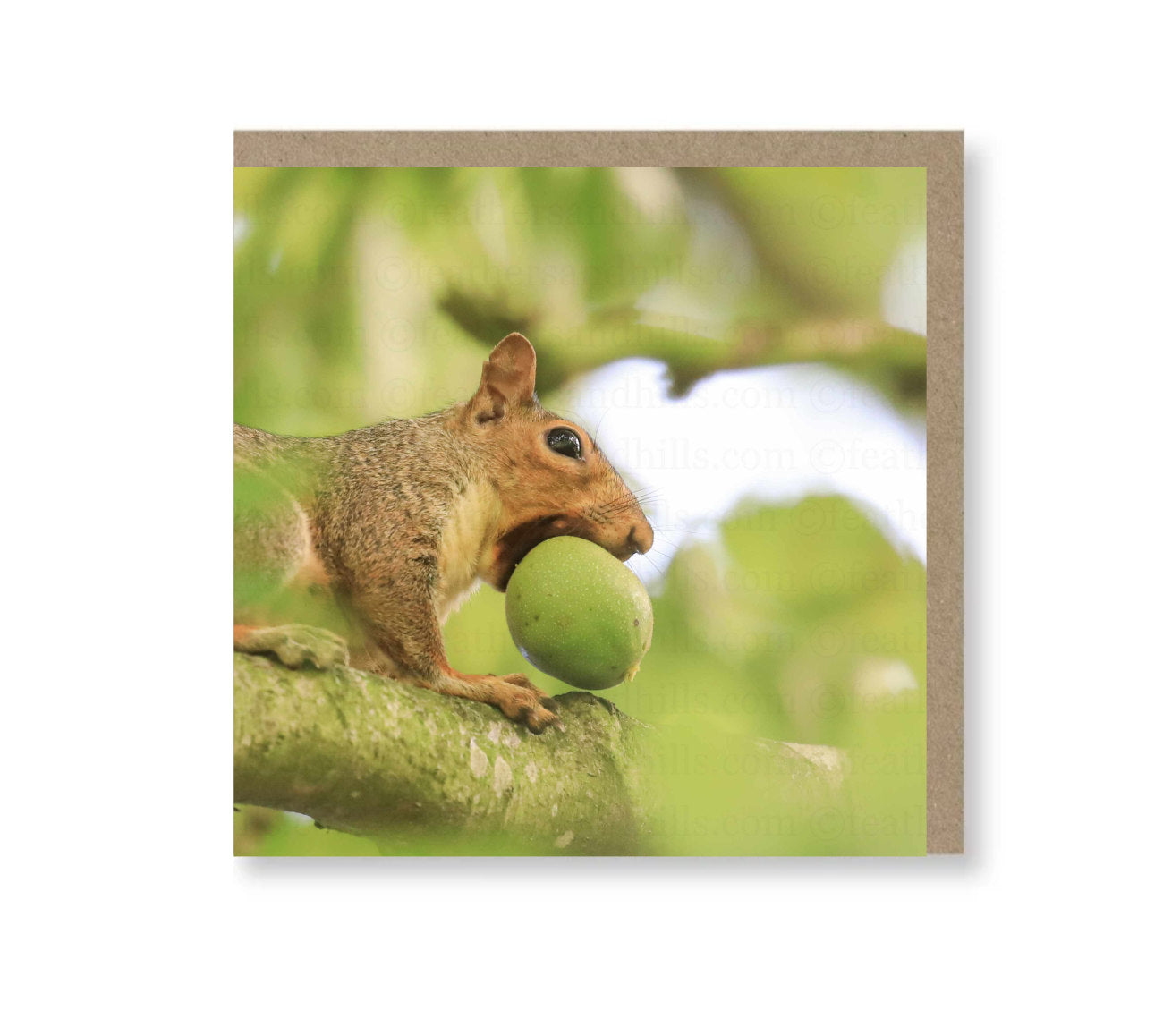 Lunchtime Squirrel!