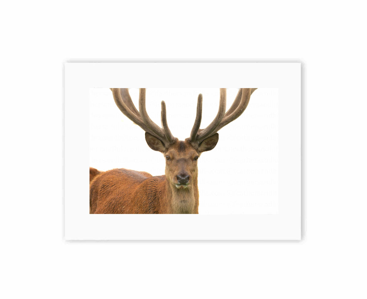 Majestic Red Deer Stag