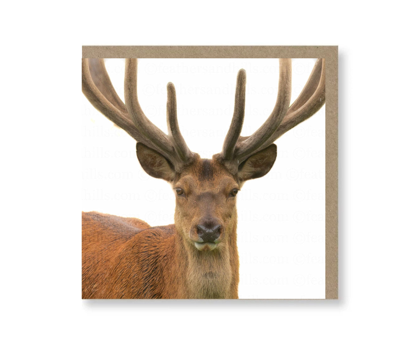 Majestic Red Deer