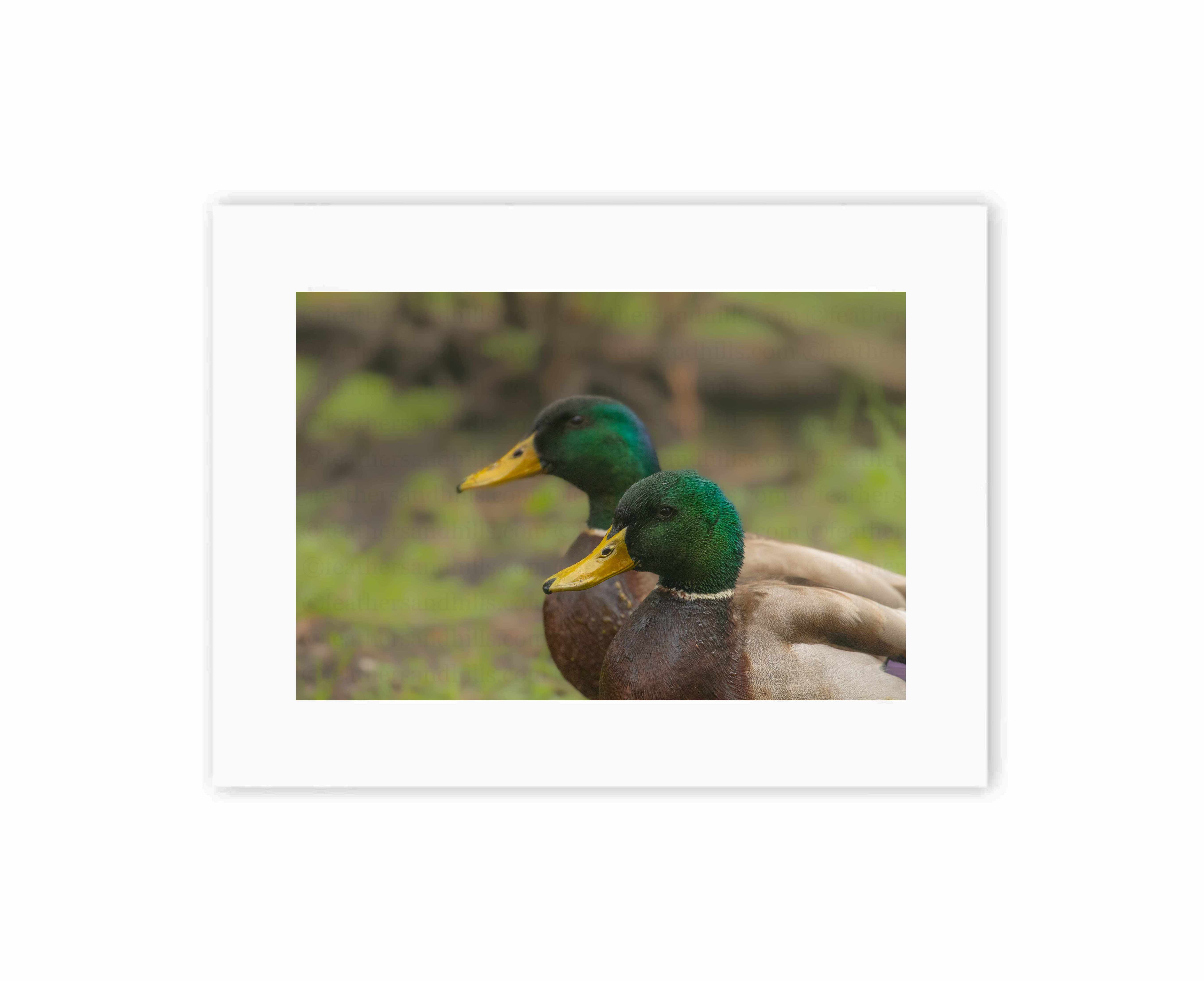 Mallard Brothers