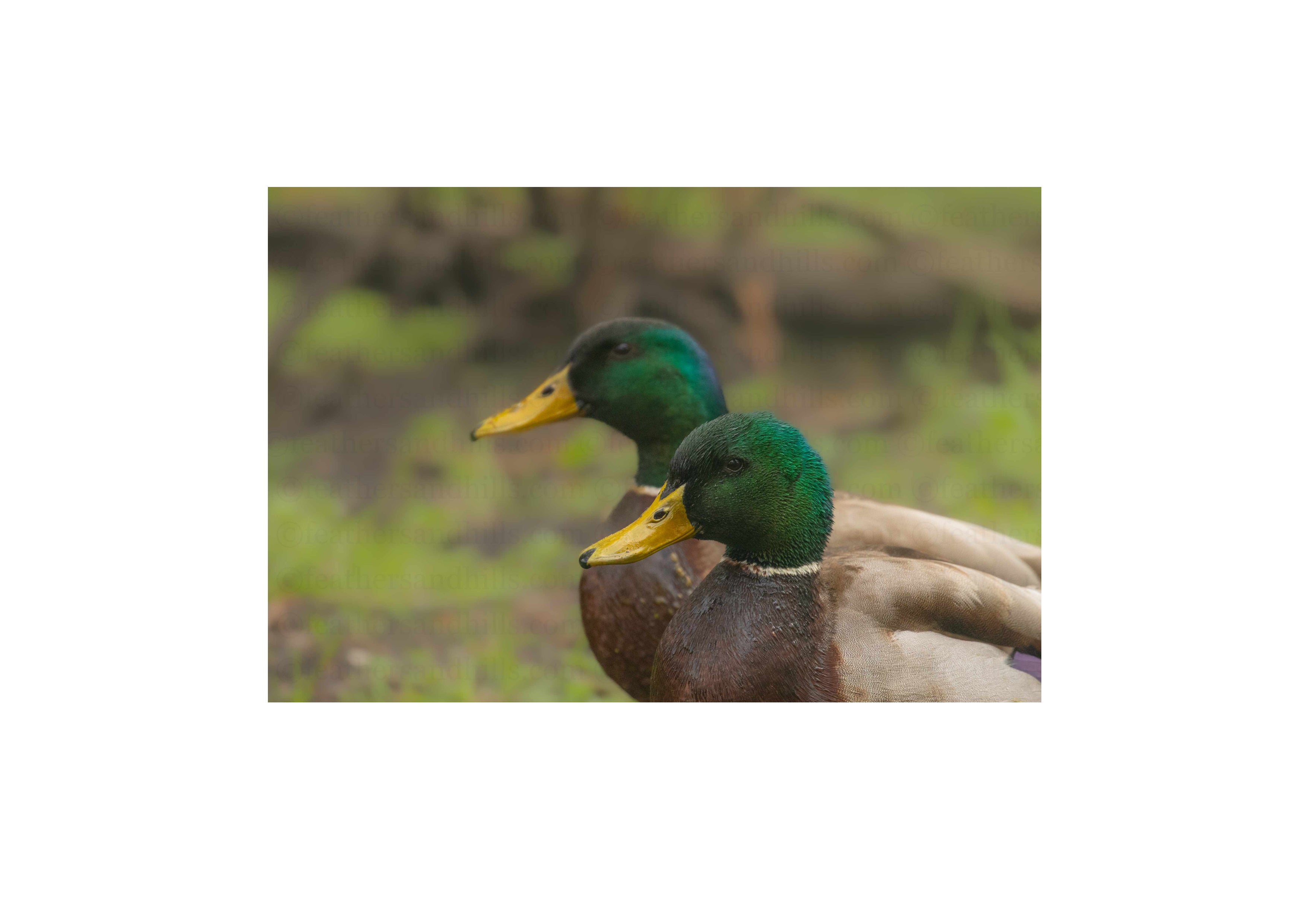 Mallard Brothers