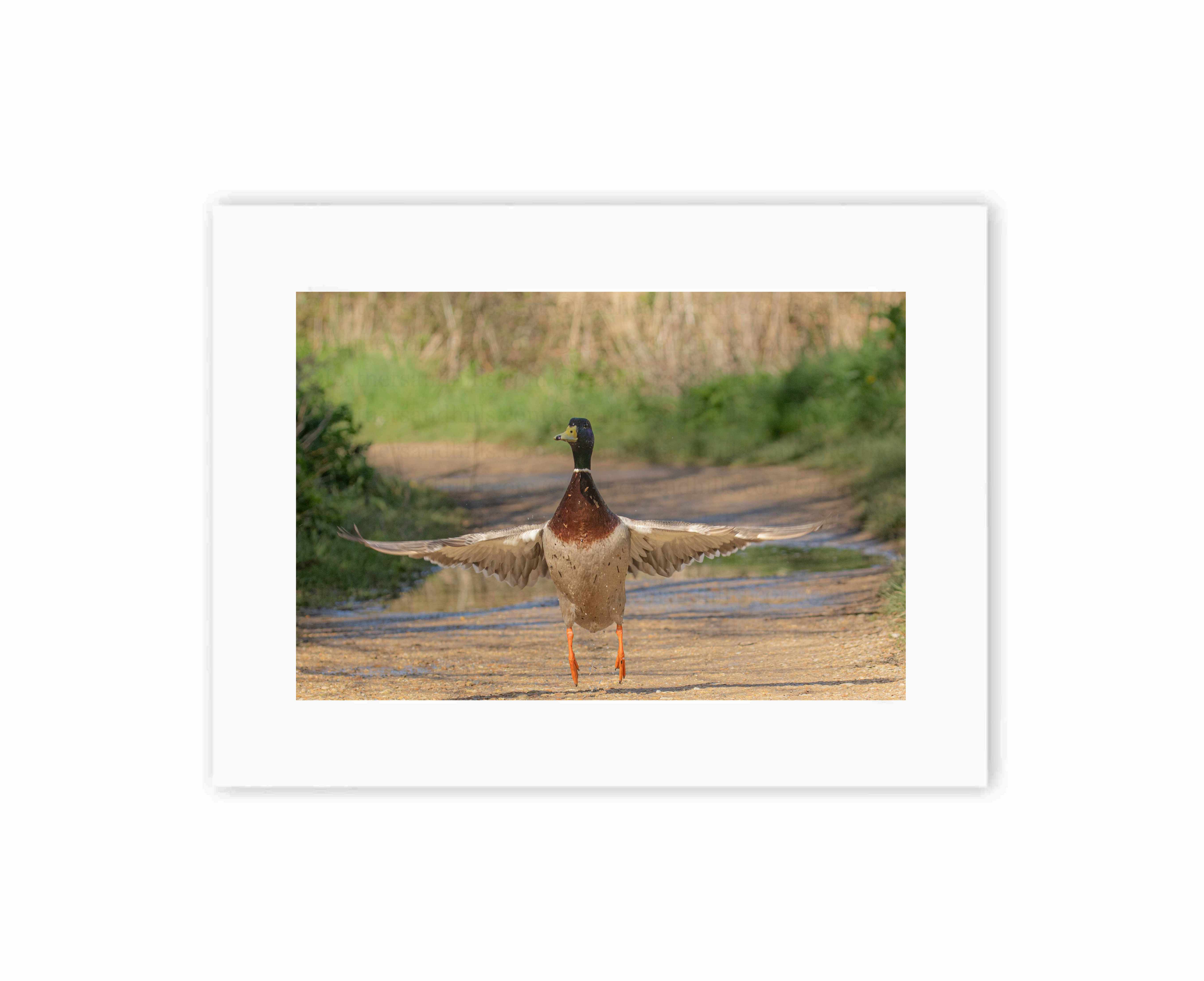 Mallard Take-Off