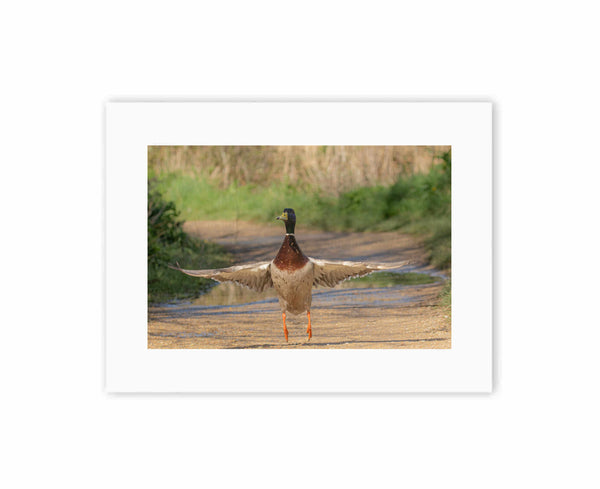 Mallard Take-Off