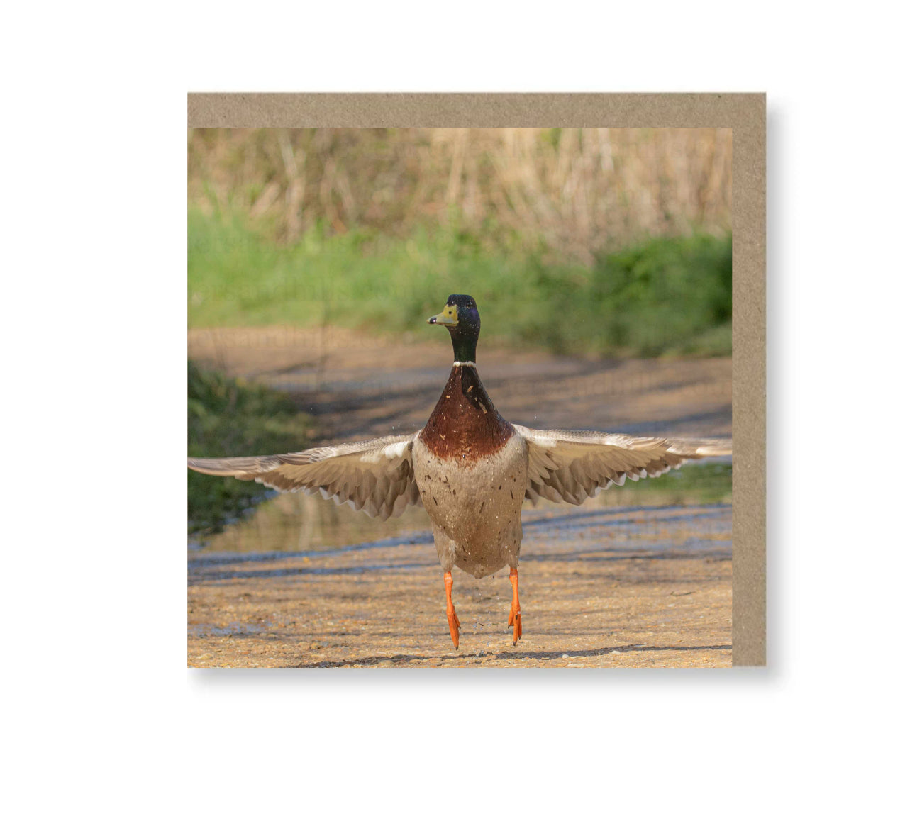 Mallard Take-Off