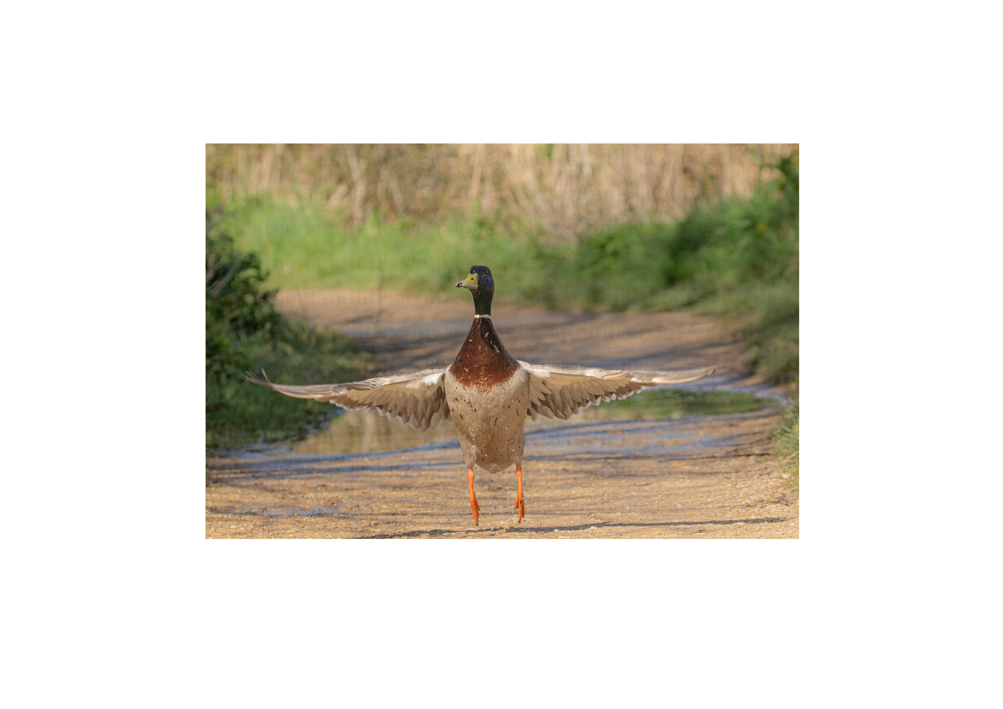Mallard Take-Off