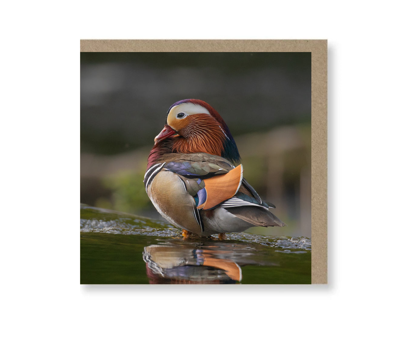 Mandarin Duck