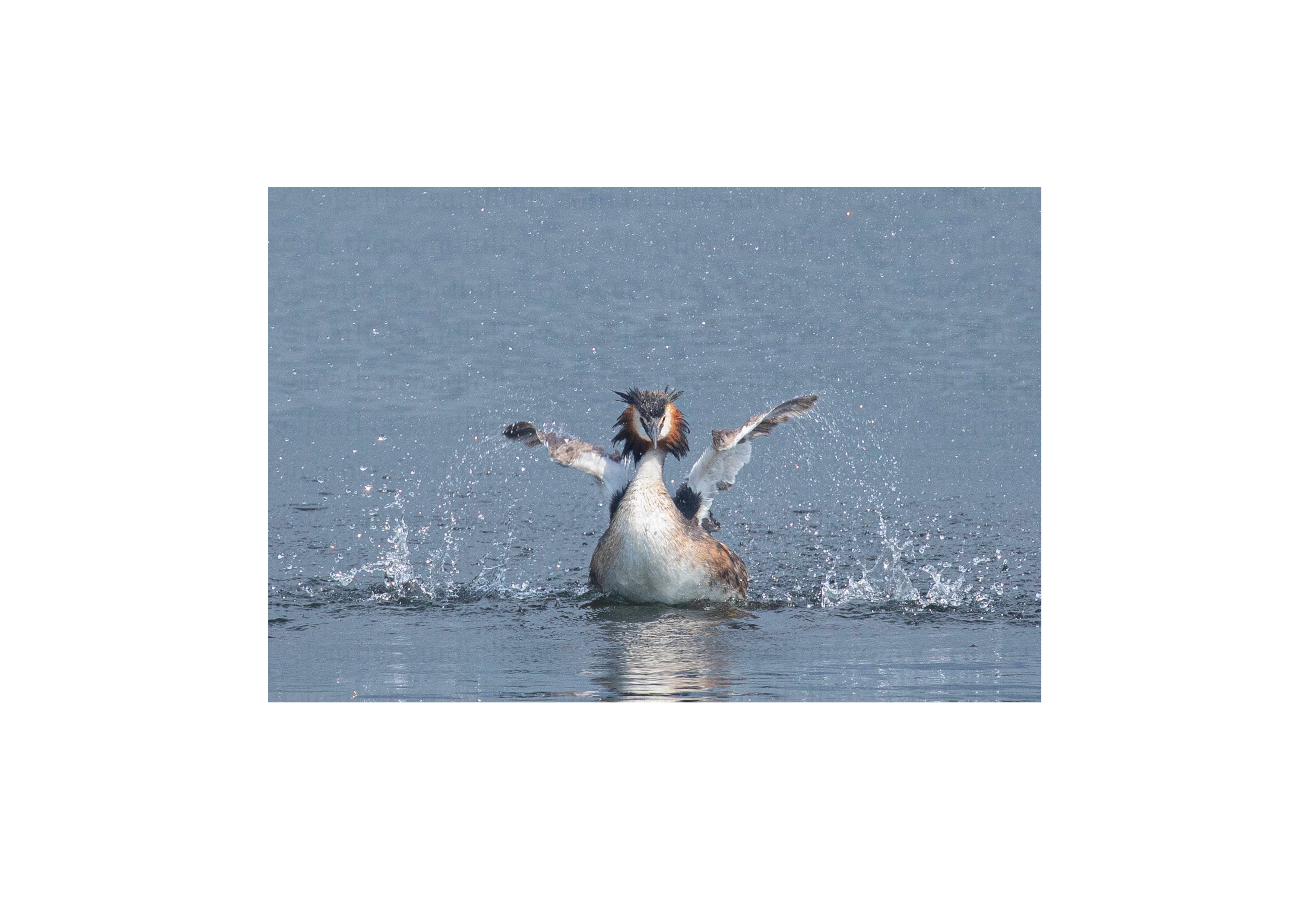 Morning Splash!