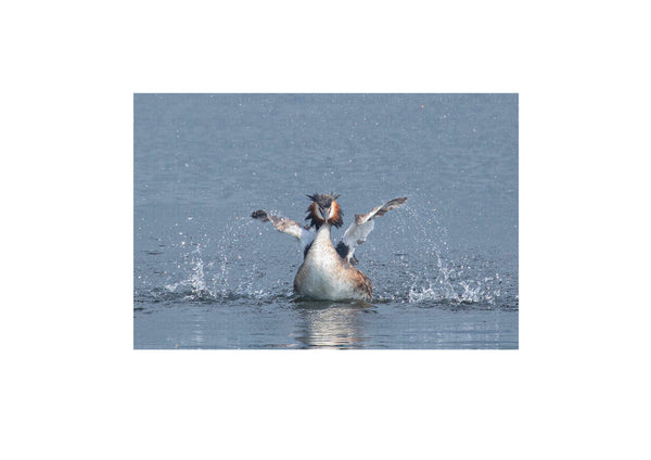 Morning Splash!