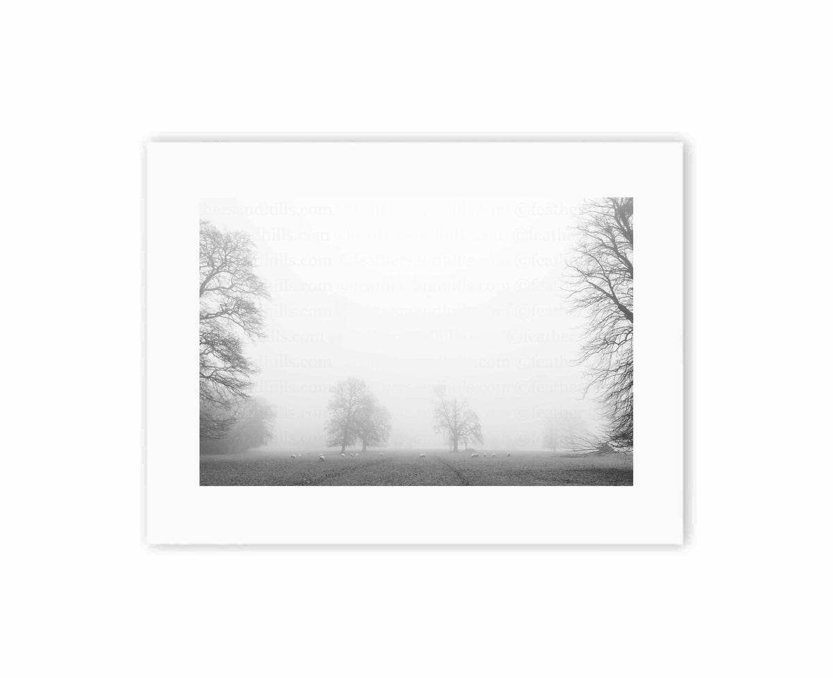 Foggy Trees