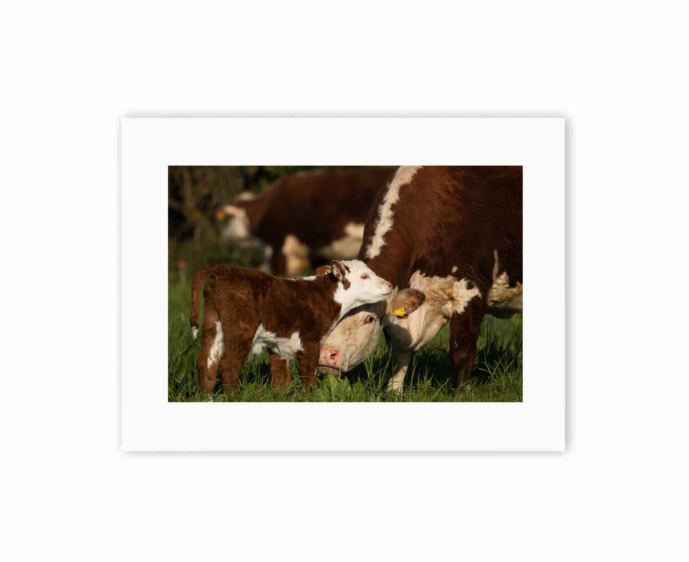 Mum and Calf Love