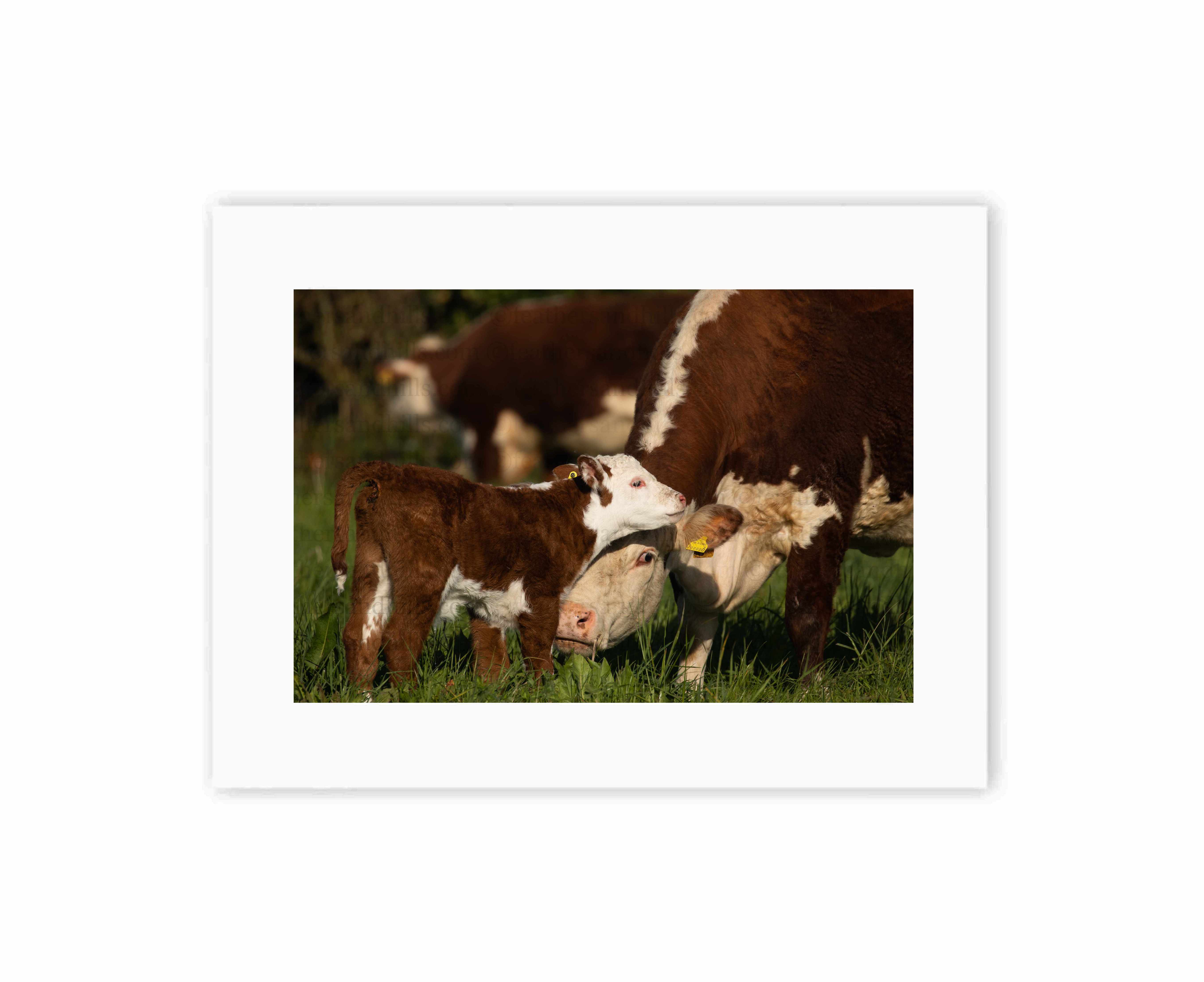 Mum and Calf Love