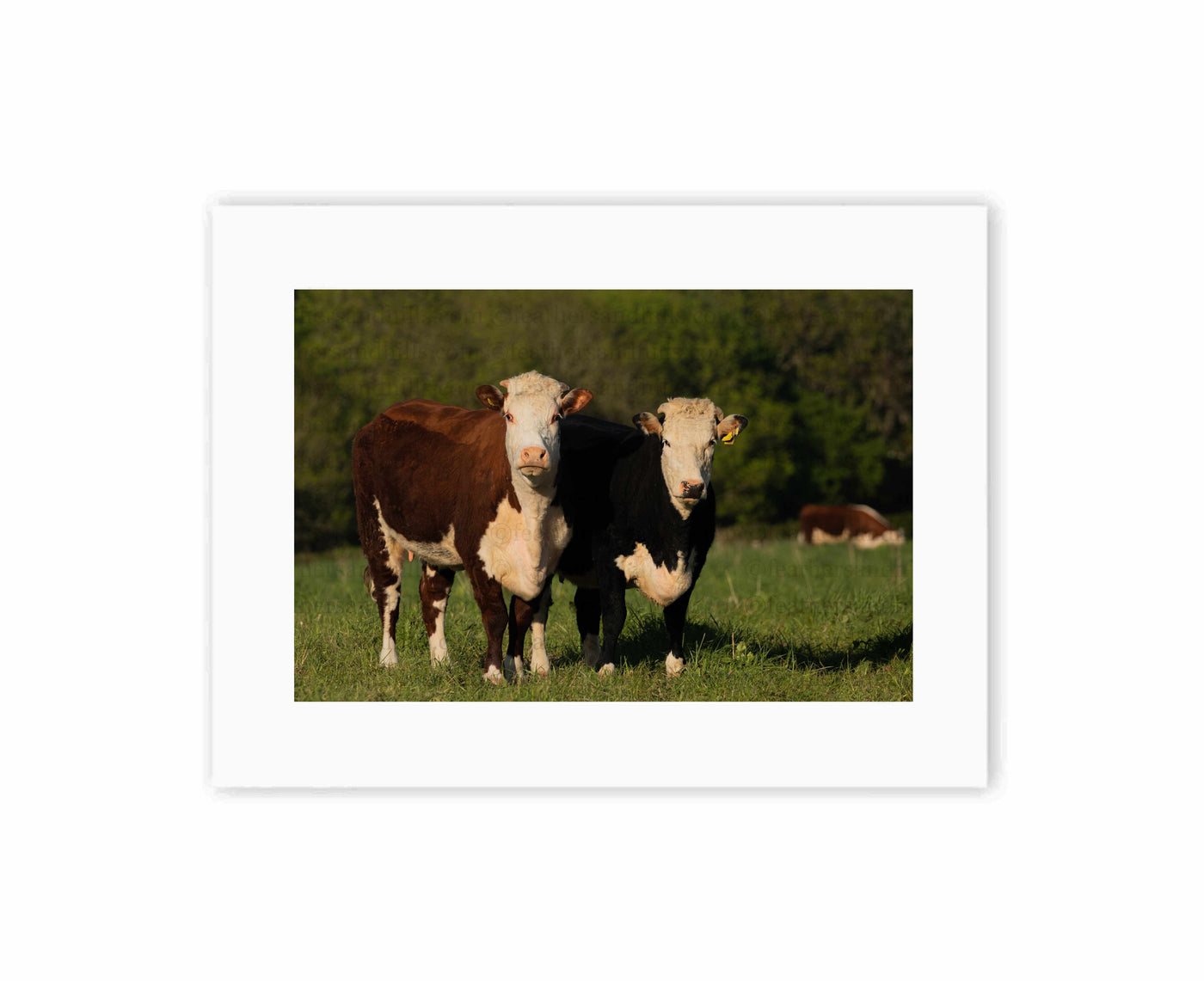 Pair of Herefords