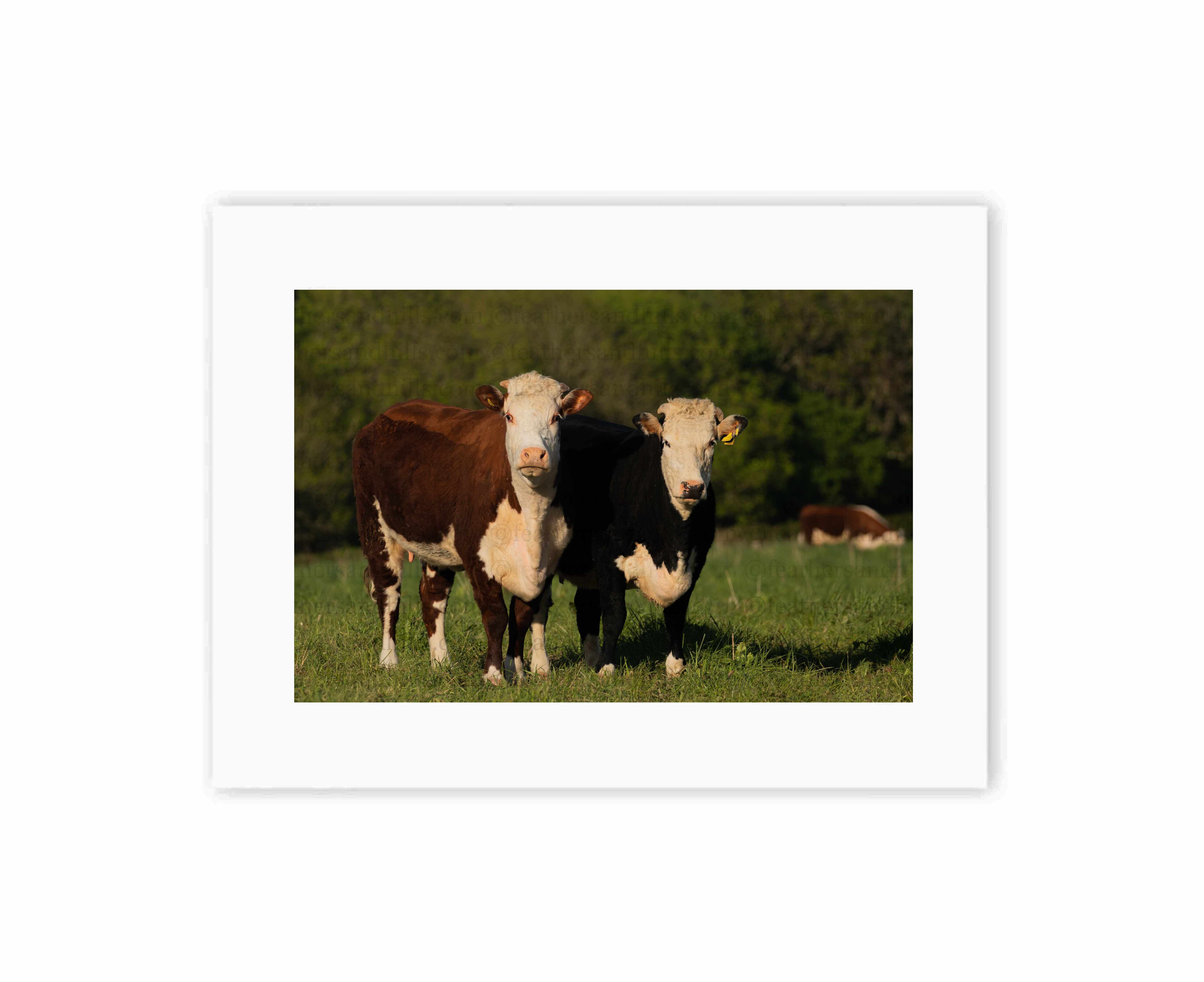 Pair of Herefords