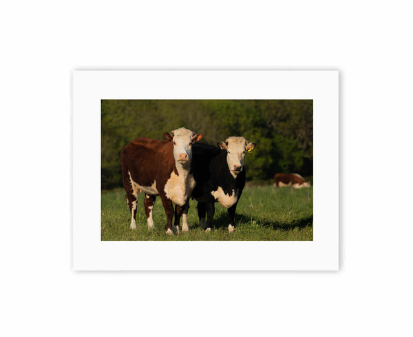 Pair of Herefords