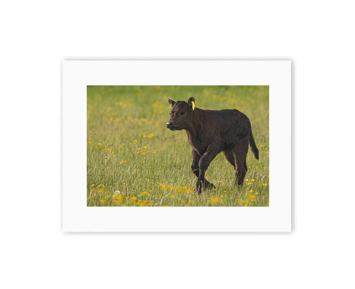 Pasture Dreamer