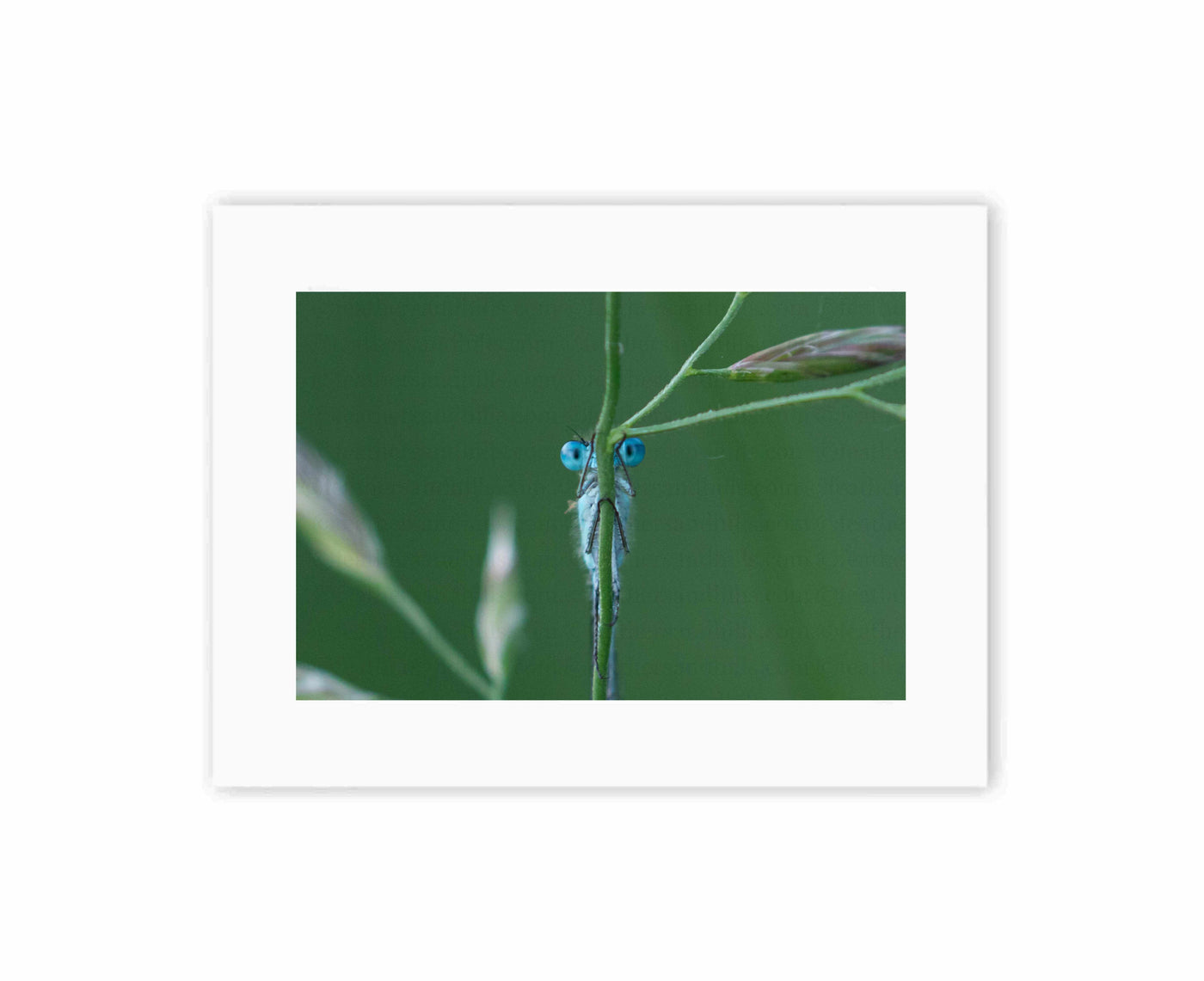 Peekaboo Damselfly