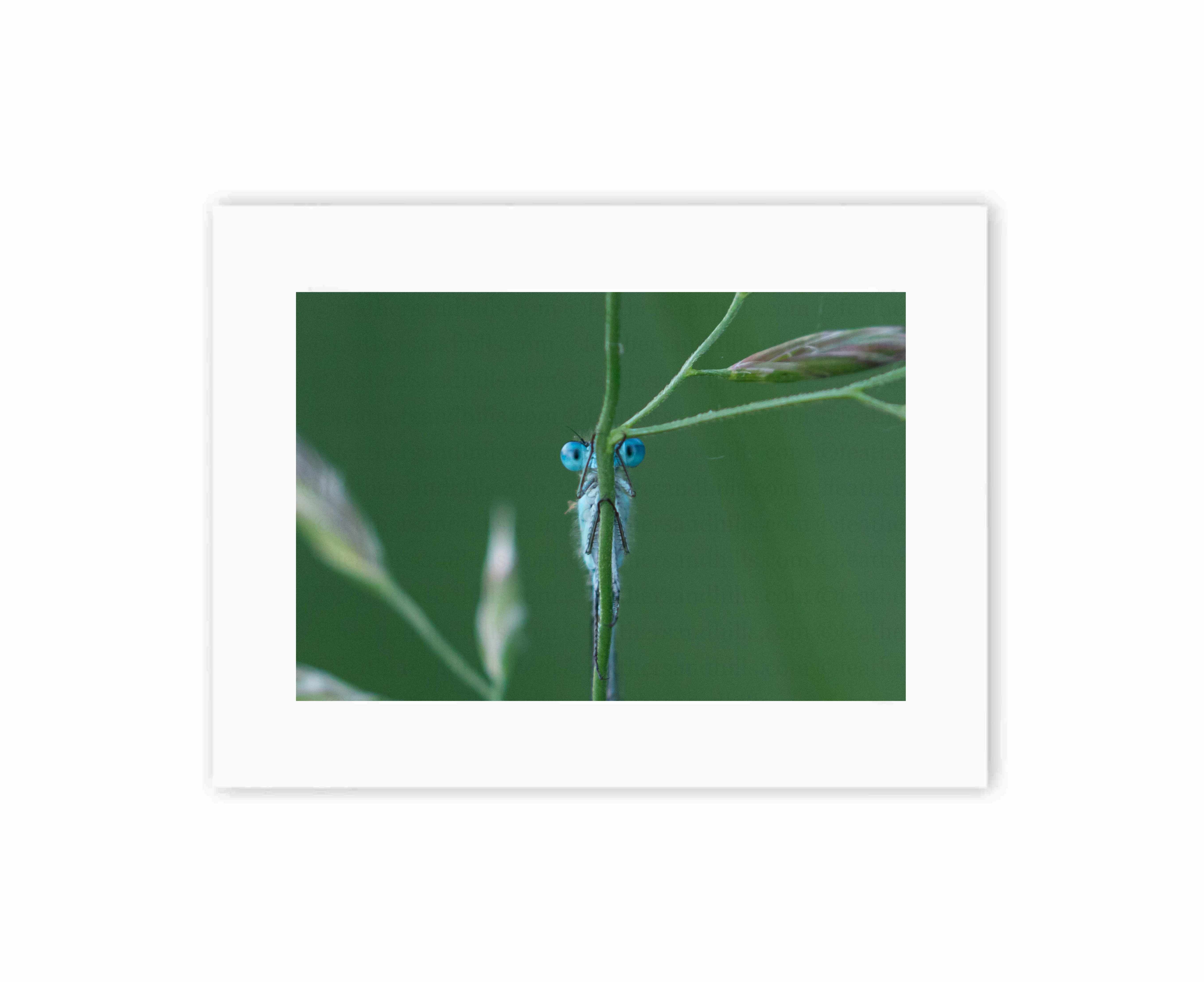 Peekaboo Damselfly