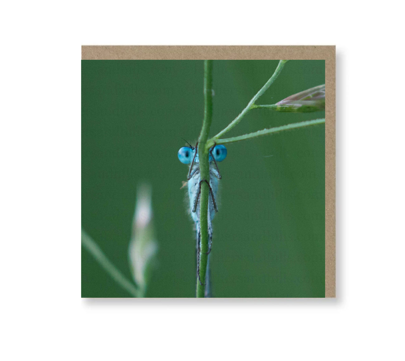 Peekaboo Damselfly